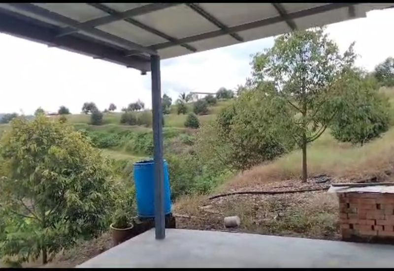 2.5 acres Musang King with fully furnished chalet 