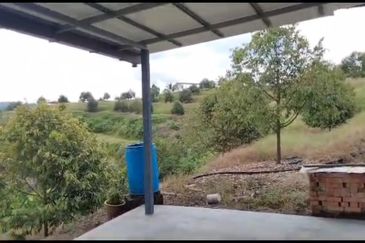 2.5 acres Musang King with fully furnished chalet 