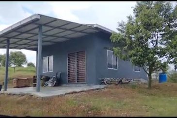 2.5 acres Musang King with fully furnished chalet 