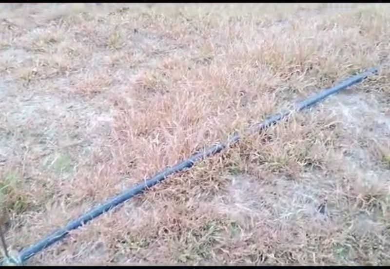 2.5 acres Musang King with fully furnished chalet 