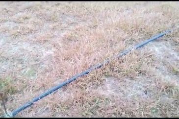 2.5 acres Musang King with fully furnished chalet 