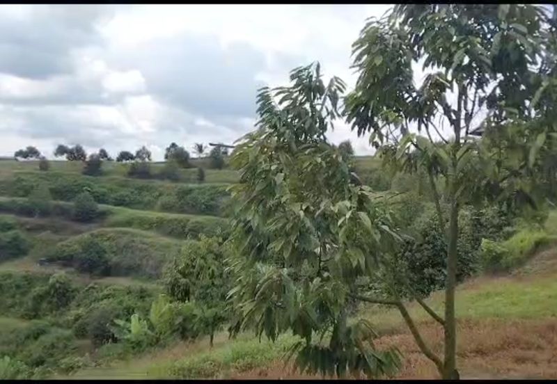 2.5 acres Musang King with fully furnished chalet 