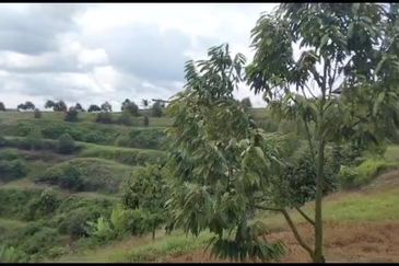 2.5 acres Musang King with fully furnished chalet 