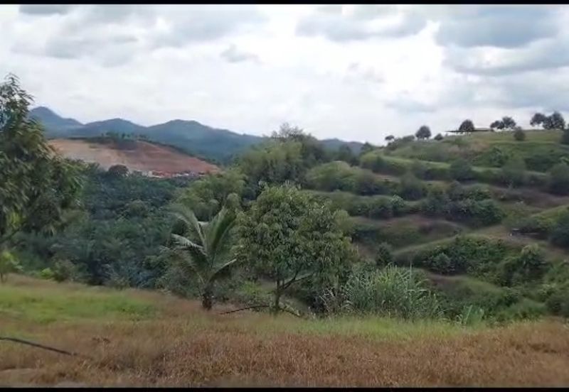 2.5 acres Musang King with fully furnished chalet 