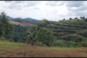 2.5 acres Musang King with fully furnished chalet 