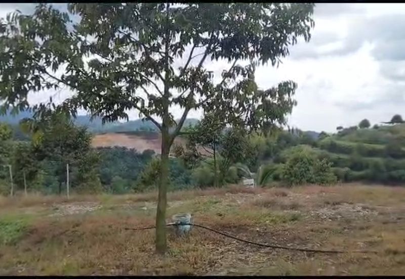 2.5 acres Musang King with fully furnished chalet 