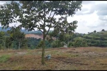 2.5 acres Musang King with fully furnished chalet 
