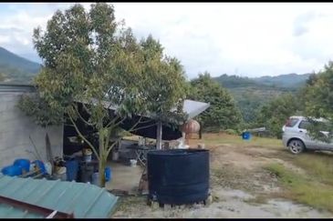 2.5 acres Musang King with fully furnished chalet 