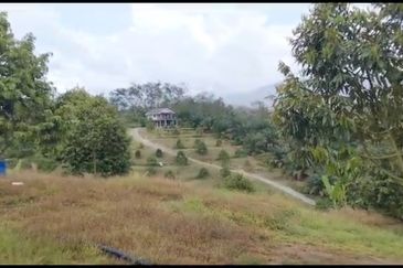 2.5 acres Musang King with fully furnished chalet 