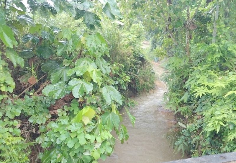 2.5 acres Musang King with fully furnished chalet 