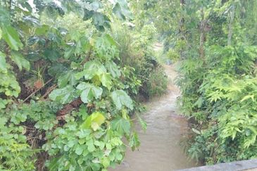 2.5 acres Musang King with fully furnished chalet 