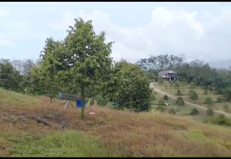 2.5 acres Musang King with fully furnished chalet 