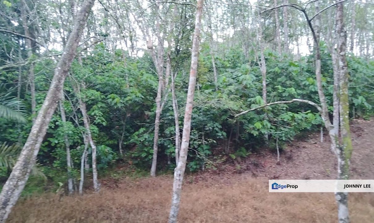 3 acres freehold rubber land near Kg Gesa, Slim Village , Perak, Slim River