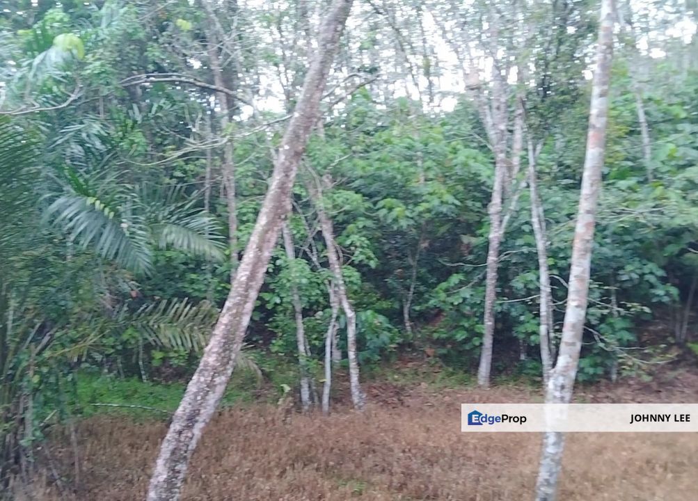 3 acres freehold rubber land near Kg Gesa, Slim Village , Perak, Slim River