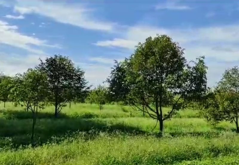 Kalumpang 3.6 acres Musang King 