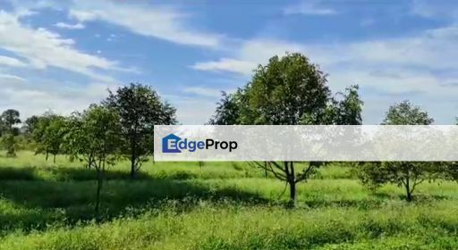 Kalumpang 3.6 acres Musang King , Selangor, Kerling