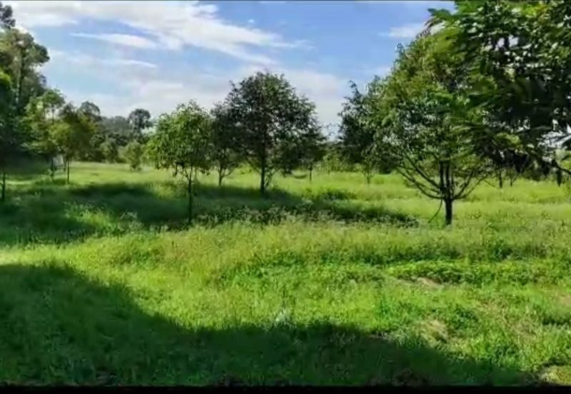 Kalumpang 3.6 acres Musang King 