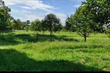 Kalumpang 3.6 acres Musang King 