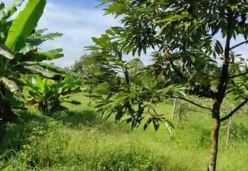 Kalumpang 3.6 acres Musang King 