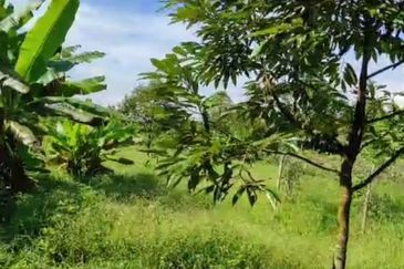 Kalumpang 3.6 acres Musang King 