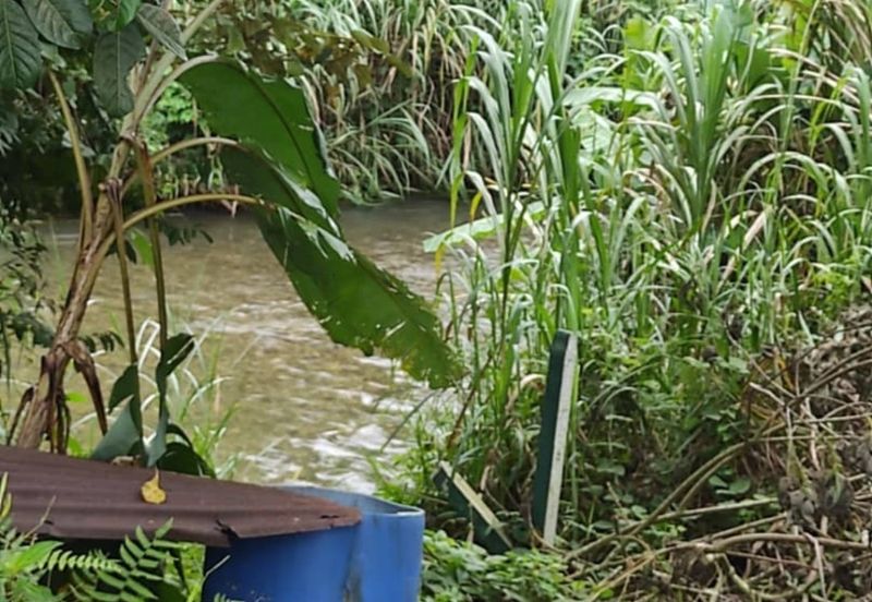 Kalumpang 3.6 acres Musang King 