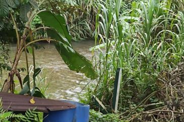 Kalumpang 3.6 acres Musang King 