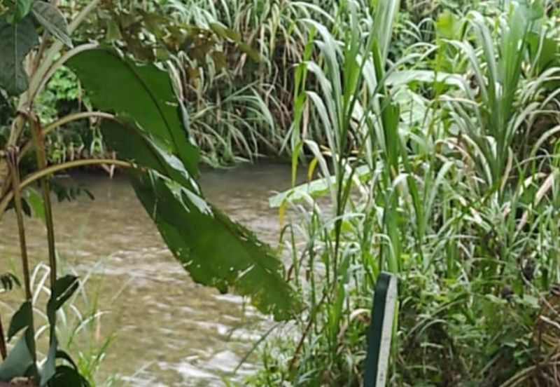 Kalumpang 3.6 acres Musang King 