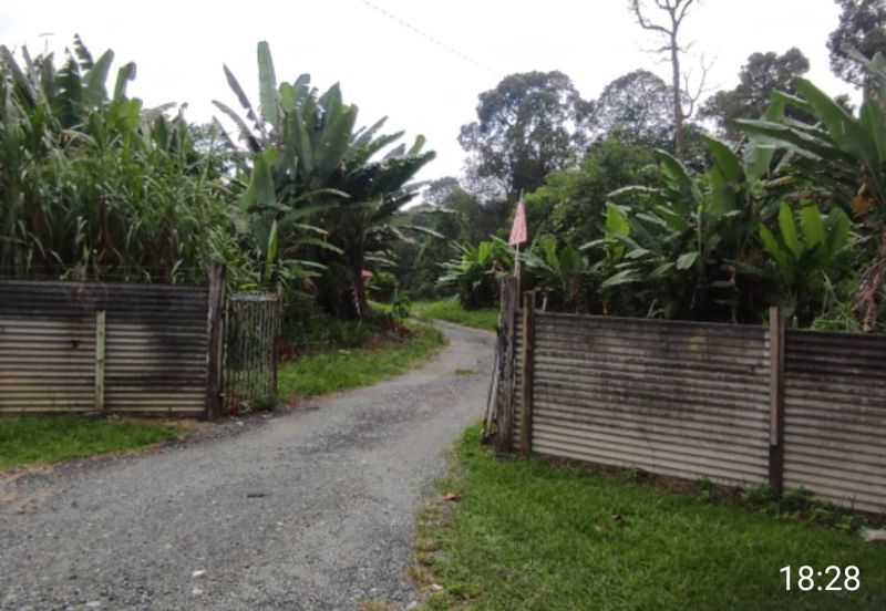 Kalumpang 3.6 acres Musang King 