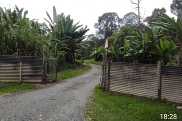 Kalumpang 3.6 acres Musang King 