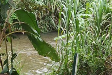 Kalumpang 3.6 acres Musang King 