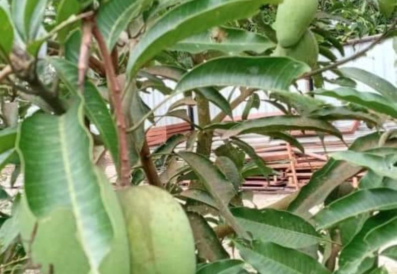 Kerling 1.63 acres Fruit Orchard with holiday bungalows 