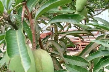 Kerling 1.63 acres Fruit Orchard with holiday bungalows 