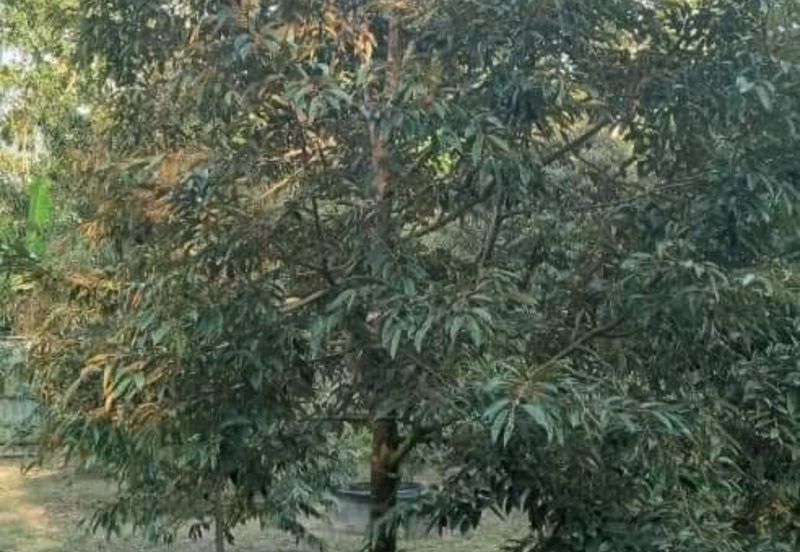 Kerling 1.63 acres Fruit Orchard with holiday bungalows 