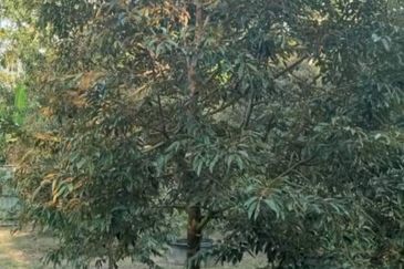 Kerling 1.63 acres Fruit Orchard with holiday bungalows 