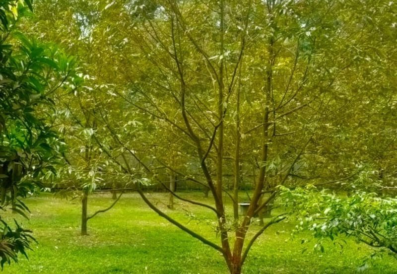 Kerling 1.63 acres Fruit Orchard with holiday bungalows 