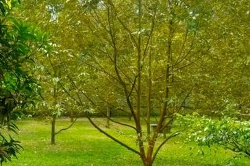 Kerling 1.63 acres Fruit Orchard with holiday bungalows 