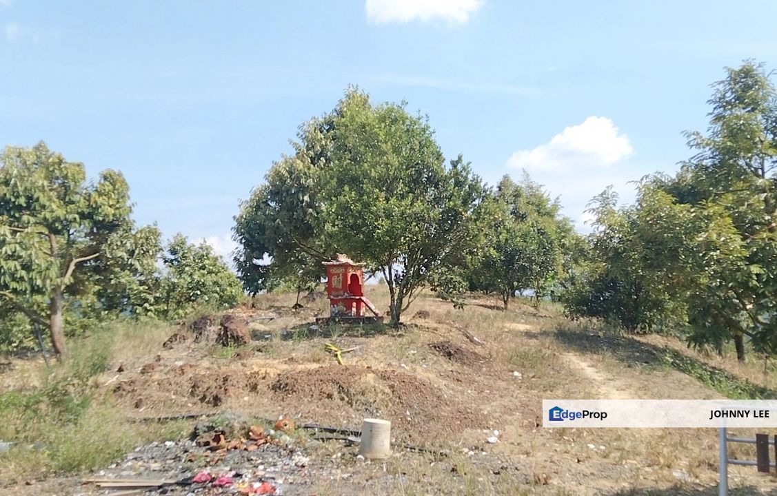 Karak Musang King durian farm, Pahang, Karak