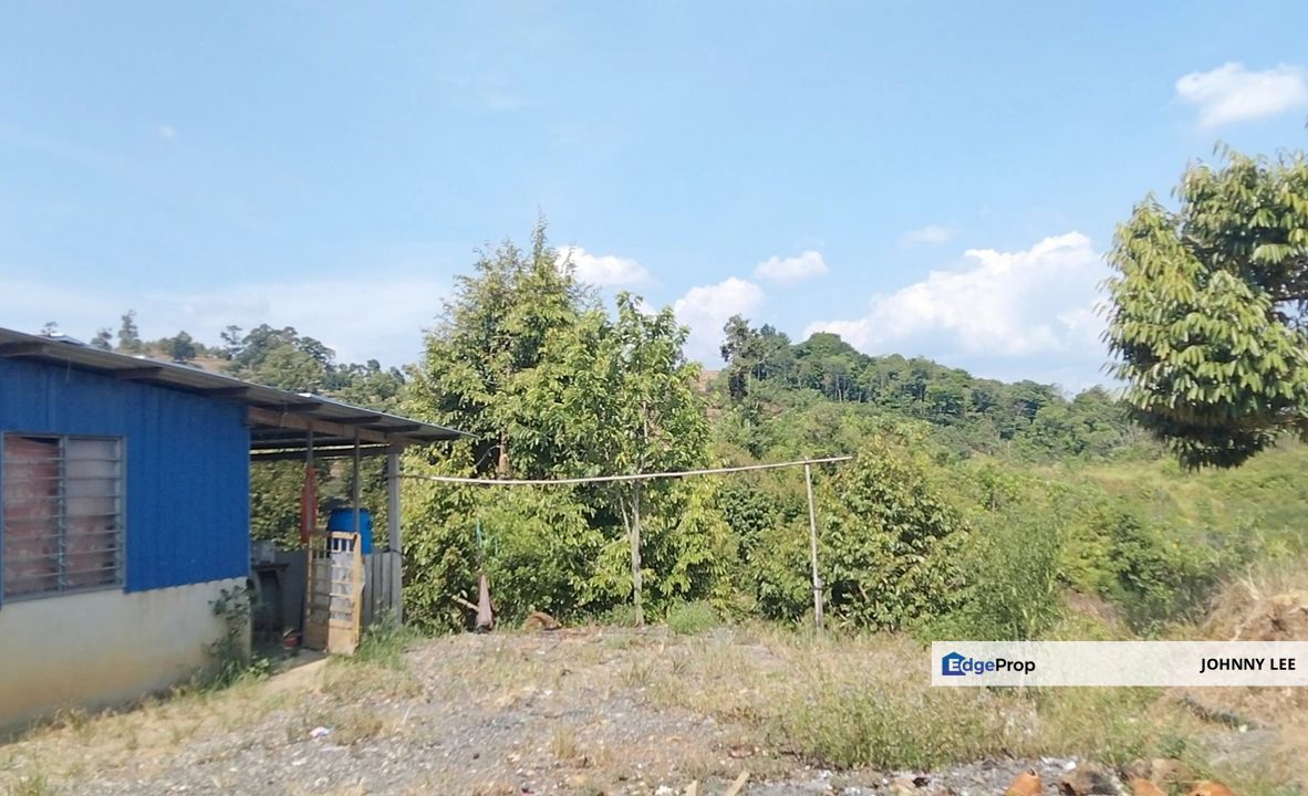 Karak Musang King durian farm, Pahang, Karak