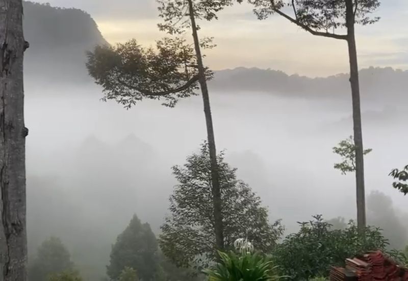 Bentong 5.75 acres Musang King durian 