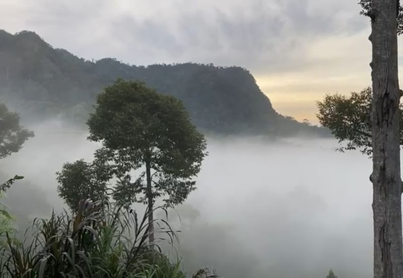 Bentong 5.75 acres Musang King durian 