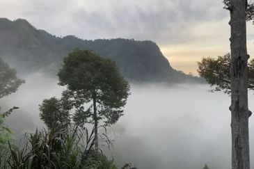 Bentong 5.75 acres Musang King durian 