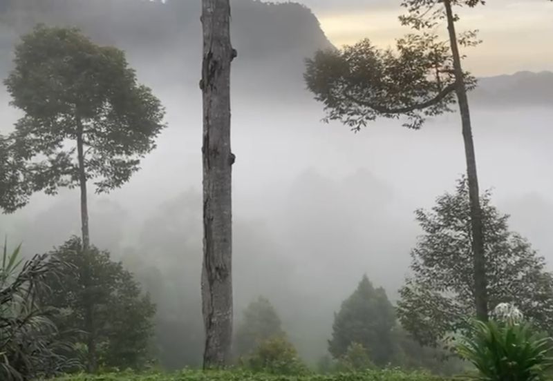 Bentong 5.75 acres Musang King durian 