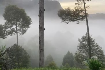 Bentong 5.75 acres Musang King durian 