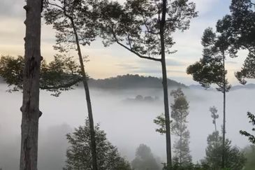 Bentong 5.75 acres Musang King durian 