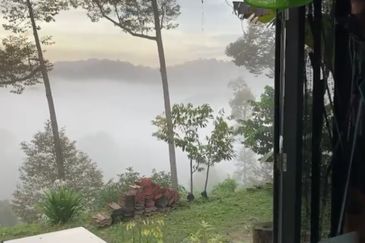 Bentong 5.75 acres Musang King durian 