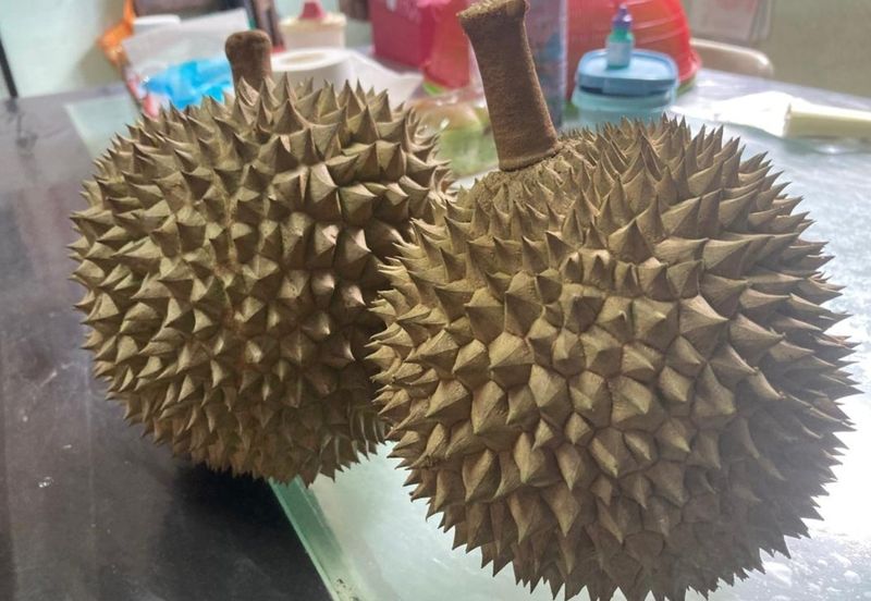 Bentong 5.75 acres Musang King durian 