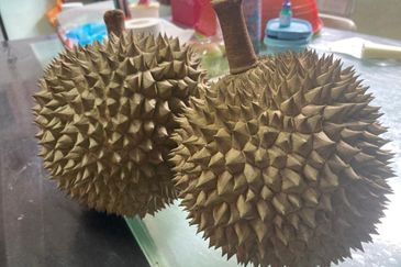 Bentong 5.75 acres Musang King durian 