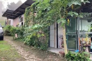 Bentong 5.75 acres Musang King durian 