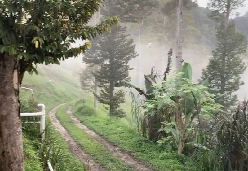 Bentong 5.75 acres Musang King durian 