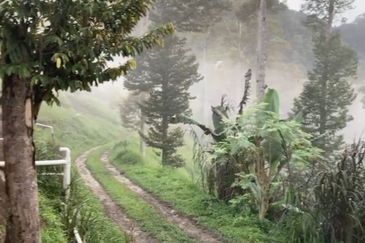 Bentong 5.75 acres Musang King durian 